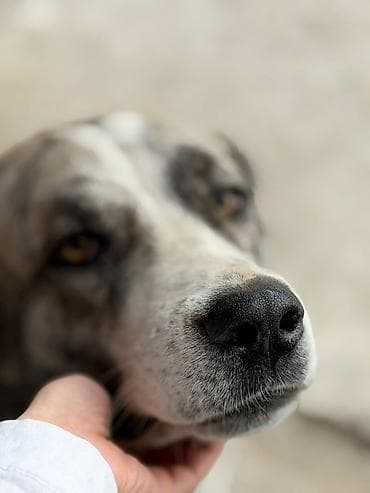 Дружелюбная крупная собака с эффектным мраморным окрасом (бело‑серый с