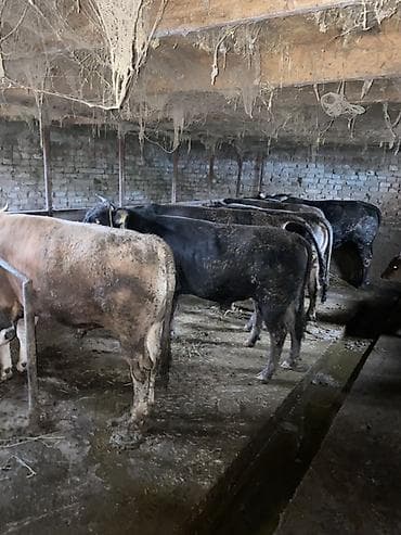 кукуруза семина: Продаю | Бык (самец) | Полукровка | На откорм | Привязанные — 1