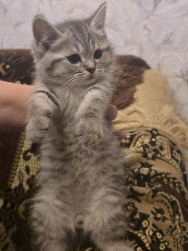 вислоухие кошки бишкек: Скотиш Фолд (Шотландская вислоухая), 2 месяца, Мальчик, Серый — 5