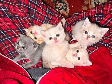 Животные: Предлогаются к бронированию 3 девочки и 2 мальчика серый и кремовый !! — 2