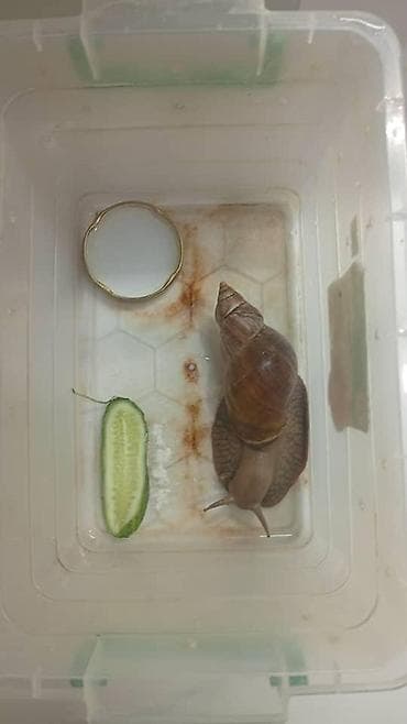 улитк: Ахатина (гигантская африканская улитка) с базовым набором для — 1