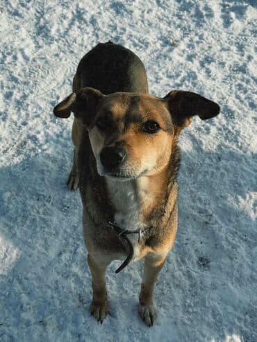 приют чихуахуа спб: Собака даром: Дворняжка, 1 год, Самец, С прививкой — 2