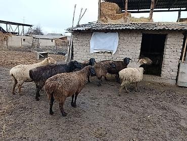 Кошки: Продаю | Овца (самка) | Для разведения | Матка — 2