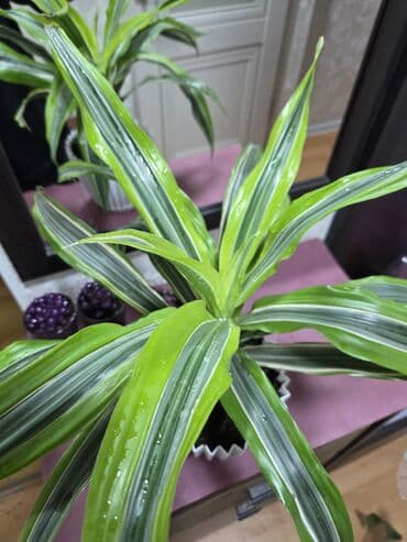 вьющие розы: Подарочные горшечные растения — примула акаулис (Primula acaulis) с — 7