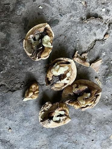 Сухофрукты, орехи, снеки: Грецкий орех в скорлупе - Цельные орехи в мешках, калибр средний. - — 2