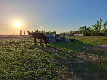 комната продам: 13200 соток, Для строительства, Красная книга — 3