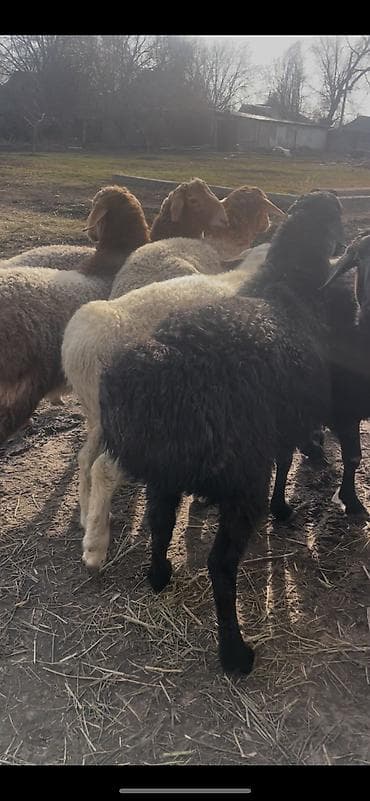 сколько стоит алабай: Продаю | Баран (самец) | Для разведения | Осеменитель — 5