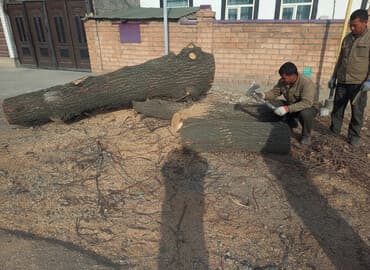 Дрова/брёвна из свежеспиленного дерева. - Порода: лиственная