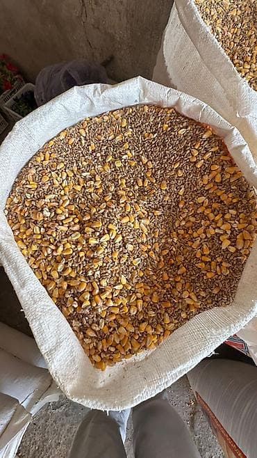 продаю кукуруз: Кормовая зерносмесь для птицы и животных Состав: - кукуруза (цельное — 1