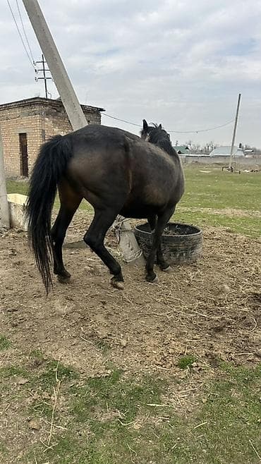 живой корм: Продаю | Кобыла (самка) | Рабочий — 8