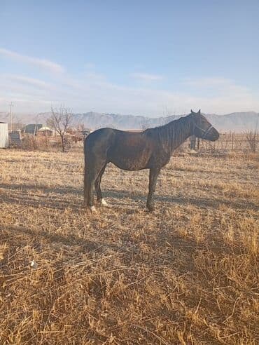 отдам породистую собаку: Продаю | Жеребец | Рабочий — 1