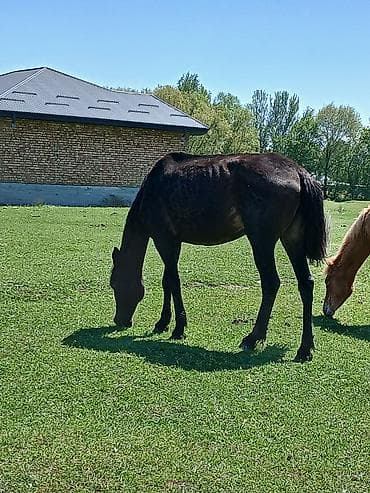 кой обмен: Продаю | Кобыла (самка) | Для разведения | Племенные, Осеменитель, Мерин — 7