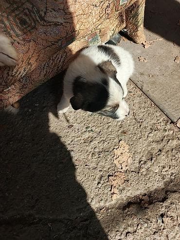 Ит кууту: Щенок, окраc бело-черный с темной маской на мордочке и крупным темным — 2