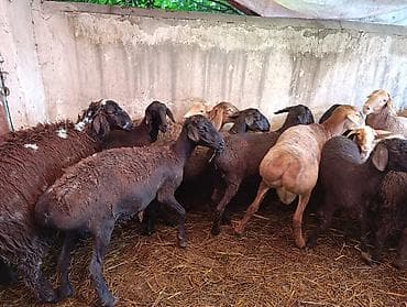кой машынка: Продаю | Баран (самец), Овца (самка) | На забой — 10
