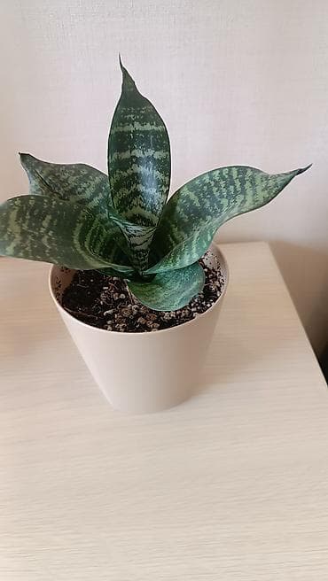 Лимоны: Сансевиерия (Sansevieria) в горшке. - Компактная розетка с плотными — 2