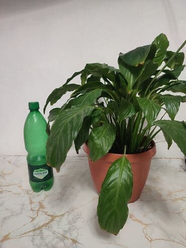 подарок на 8 марта: Женское счастье — 1