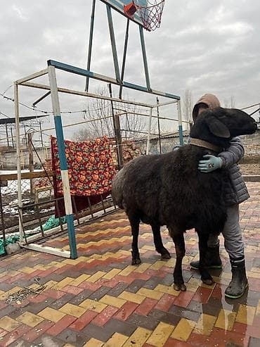 корова молочная: Продаю | Баран (самец) | Арашан | Для разведения | Племенные, Осеменитель — 10