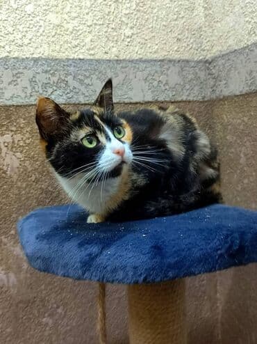 кошка в добрые руки: Ищем дом замечательной кошке. Привезём сами,бесплатно — 3