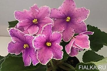 🌱🌺🌱 Продаю сортовые ДЕТКИ стандартных, трейлерныхмини и полумини