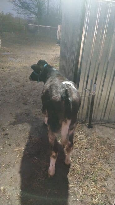 животные для дома: Продаю | Тёлка | Полукровка, Ангус | На откорм | Привязанные — 6