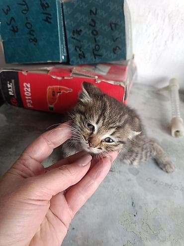 сколько стоит котята: Котята, помёт разноокрасочный. котятам один месяц. Готовы сделать вашу — 8