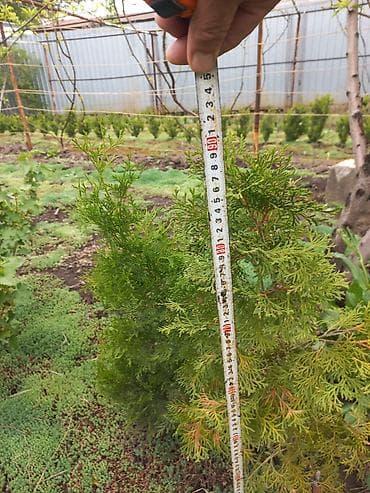 лавр дерево: Туя западная, саженцы для живой изгороди и озеленения. - Высота — 2