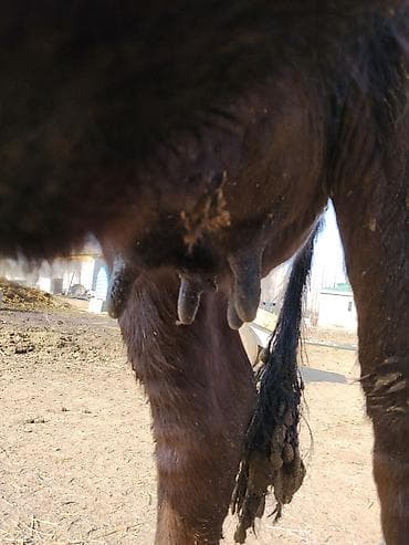 айширская корова: Продаю | Корова (самка) | Для разведения | Нетель — 6