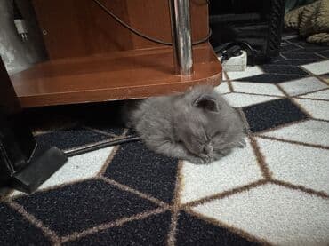 Шотландские котята (вислоухие/страйт) серого (blue) окраса - Плюшёвая