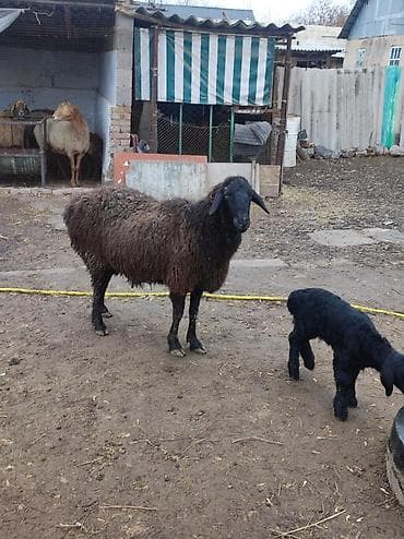 кормушка для кроликов: Продаю | Овца (самка) | Для разведения | Матка — 4