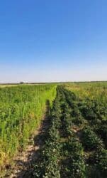 долгосрочная аренда домов арча бешик: 100 соток, Для сельского хозяйства, Красная книга — 7