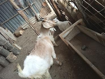 Продаю | Коза (самка) | Полукровка | Для разведения