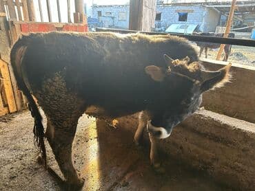 корова обмен: Продаю | Бык (самец) | Полукровка | На откорм | Привязанные — 1