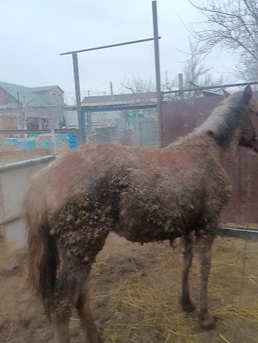 сколько стоит собака золотистый ретривер: Продаю | Жеребенок | Рабочий — 2