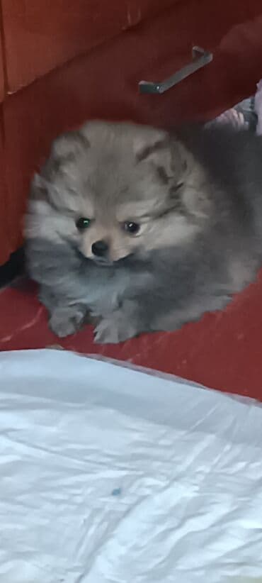 кой мал: Шпиц, 1 месяц, Самец — 6