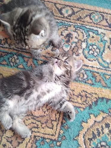 Животные: Шотландские котята. 1,5 месяца. 2з девочки, мальчик на брони — 8
