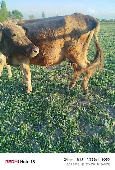 куплю телёнка: Продаю | Корова (самка) | Полукровка | Для разведения | После отела — 7