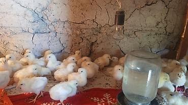 адлерская: Птицы — 2