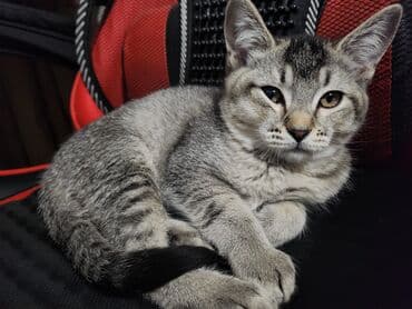 1 мальчик 2 котенка оригинал: 3 месяца, Девочка, Приучена к лотку — 1