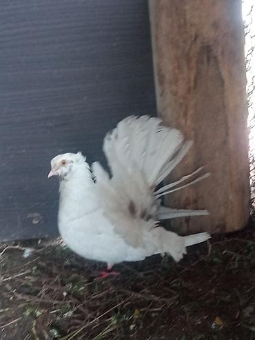 декоративные животные: Породистые голуби декоративных направлений. - 1 штук 500 сом Белые — 2