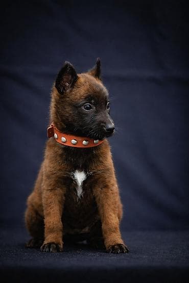 Бельгийская овчарка, 2 месяца, Самка, С прививкой, С родословной