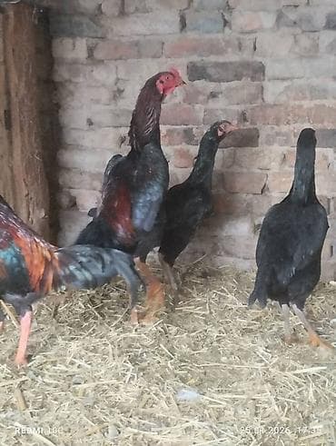 Продаю | Петух | Бойцовая