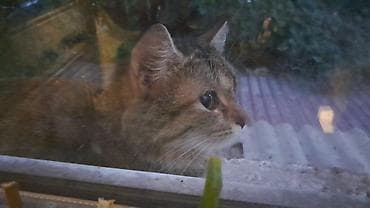 Кошки: Кошка даром: Беспородная, 8 месяцев, Девочка — 3