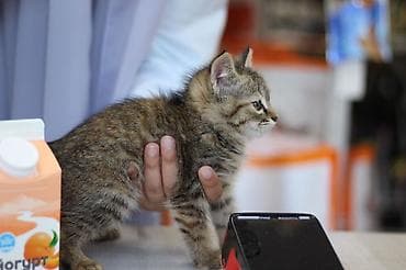 черепаховая кошка: Кошка даром: Сибирская, 2 месяца, Мальчик — 9