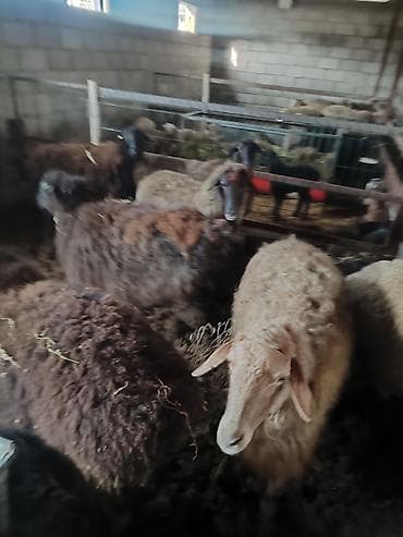 домашние индюки: Продаю | Овца (самка) | Для разведения | Ярка — 3
