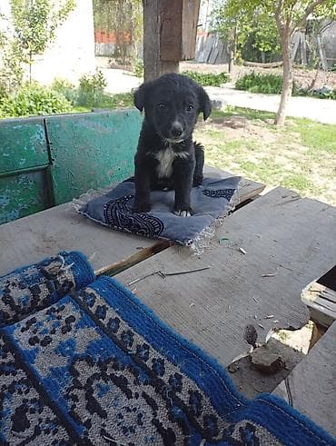собака купить: Щенок, дворняга (метис), окрас черный с белой грудкой и кончиками лап — 1