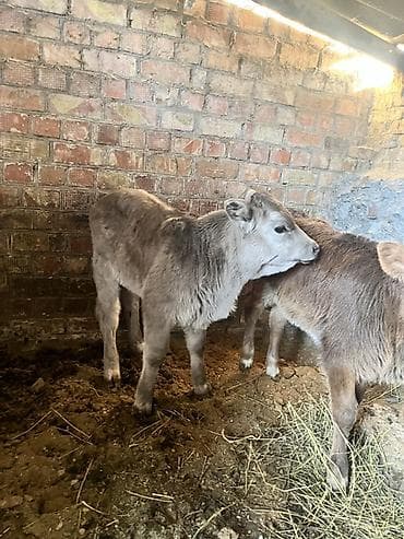 теляти: Продаю | Музоо, торпок | Полукровка | Для разведения | Искусственник — 3