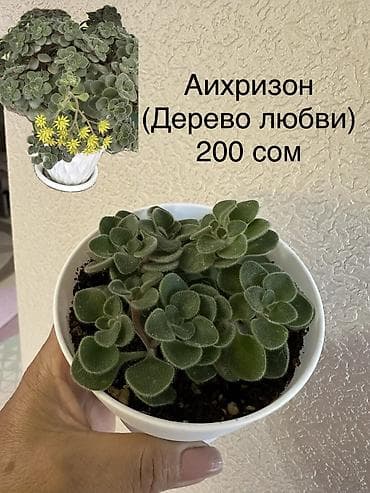 на рынок: Укорененные черенки/отростки. Адрес 8 мкр — 9