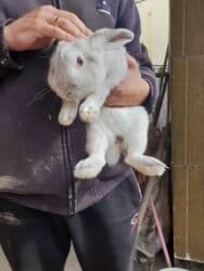 Продам кролика