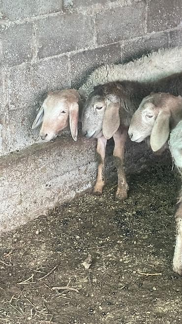 Продаю | Овца (самка), Ягненок | Гиссарская, Полукровка, Арашан | На забой, Для разведения | Ярка