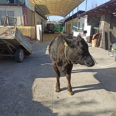 Иттер: Сатам | Кунаажын | Ангус | Бордоп семиртүү үчүн | Асыл тукумдуу — 5